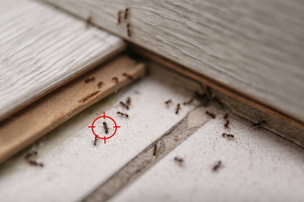 Best Termite Control Services  in Willowick, OH