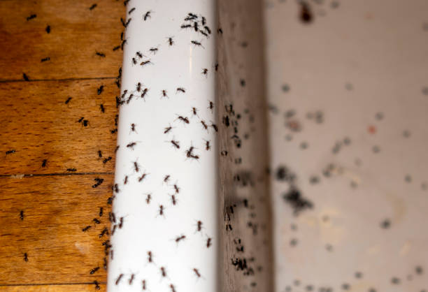 Pest Prevention Services in Willowick, OH